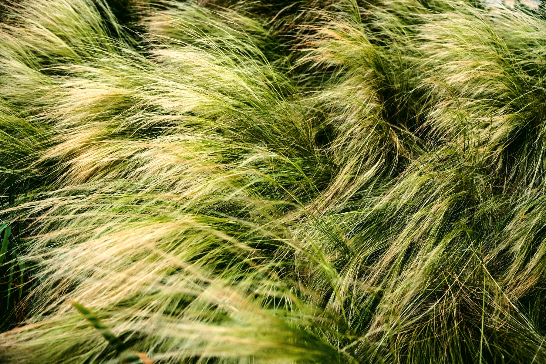 Graminées ornementales qui ondulent au vent dans un massif
