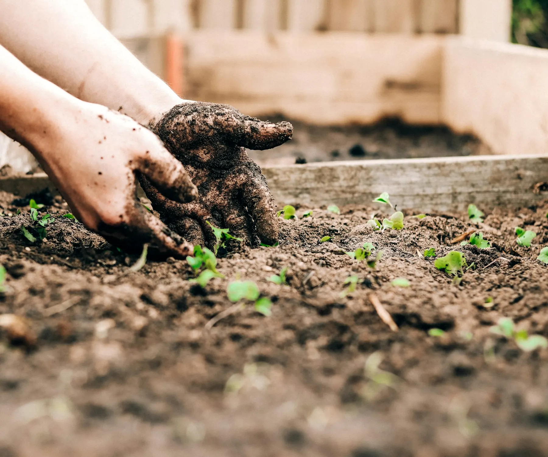 Mains de jardinier qui installent de jeunes plants dans un sol fraîchement préparé